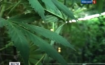 Четыре очага дикорастущей конопли ликвидировали полицейские Биробиджана