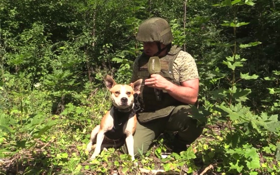 В "Центре" рассказали, как боевой пес Баста помогает спасать жизни бойцов