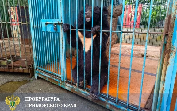 В Уссурийске медведь напал на работницу зоопарка и откусил ей часть правой руки
