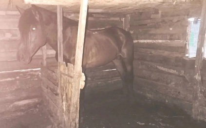 До 5 лет лишения свободы грозит жителю Красноярского края за кражу жеребца