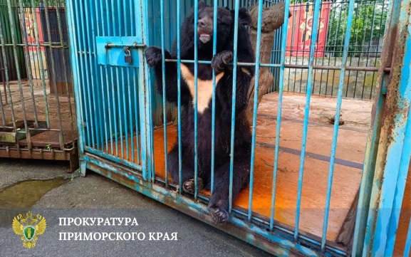 Сотрудница зоопарка в Уссурийске пояснила, почему на нее напал медведь