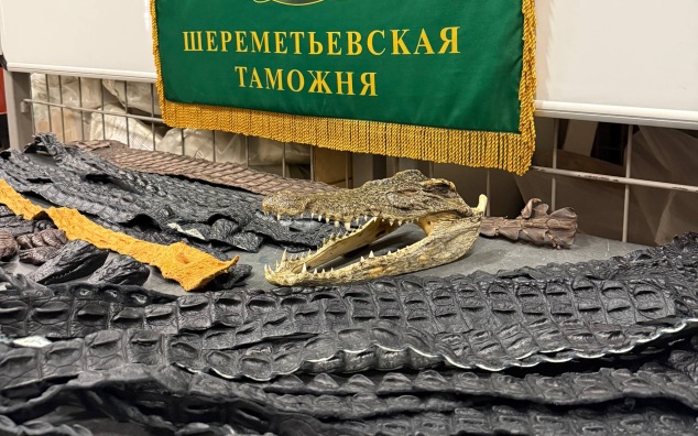 В Шереметьево у прилетевшего из Китая россиянина нашли 64 части крокодила