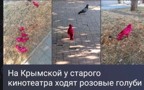 В Анапе полиция заинтересовалась голубями неестественного розового цвета