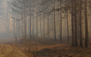 Жара и пожары в Европе выявили новую смертельную угрозу