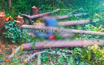 В Калужской области работник погиб во время спила деревьев