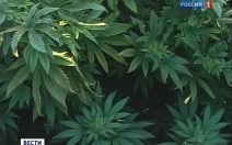 Житель Сахалина задержан за незаконное хранение гашишного масла
