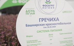 Лут на примере розовой гречихи объяснила особое отношение русских людей к полю