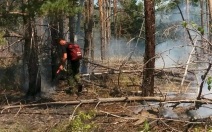 Огонь охватил более 120 га леса в Ростовской области