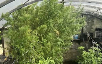 Жительница Камчатки выращивала на даче 41 куст конопли