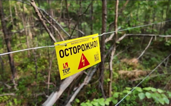 На экотропе в Якутии "Электропастух" начал отпугивать медведей