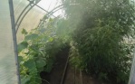 Более 30 кустов конопли обнаружили полицейские на участке жителя Приамурья