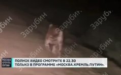 Опубликованы кадры, как Путин встретил тигра в тайге