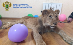 Троих человек в Москве осудили за организацию фотосессий со львами