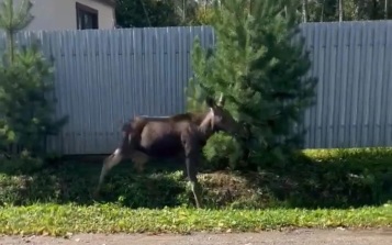 В подмосковной Истре из открытого колодца спасли лосенка
