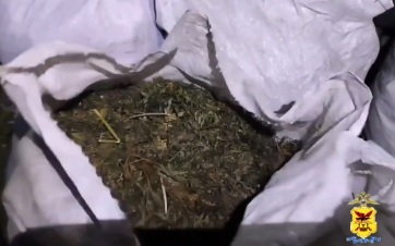 Четверо забайкальцев арестованы за сбор конопли в лесу