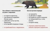 В Красноярске обезвредили медведя, зашедшего в частный сектор