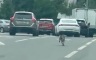 В Подмосковье собаку выкинули из машины, она бежала за уехавшими хозяевами