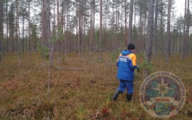Тело мужчины обнаружено в лесном массиве в Ленинградской области