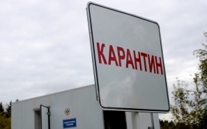 В нескольких подмосковных деревнях ввели карантин по бешенству