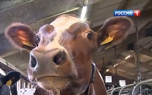 ДТП с коровой стало причиной госпитализации трех человек на Ставрополье