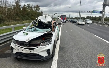 Лось попал в аварию на Кольцевой автодороге в Петербурге