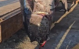 На Сахалине рекордного тунца весом 285 кг пришлось поднимать автокраном