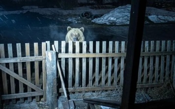 В окрестностях Кемерово проводятся ночные рейды для отпугивания медведей