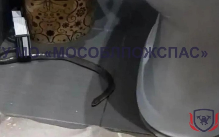 В подмосковной Яхроме спасатели отловили змею в квартире