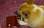 В Клину собака погрызла загранпаспорт хозяйки и попала на видео