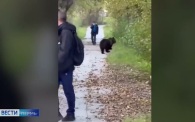 Медвежонка заметили на улице в Пермском крае