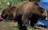 В Красноярском крае в сентябре погибли шесть человек от нападения медведей