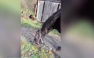В Томской области лошадь пережила нападение медведя