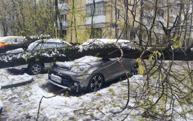 Юрист Багян рассказал, как получить компенсацию за упавшее на машину дерево