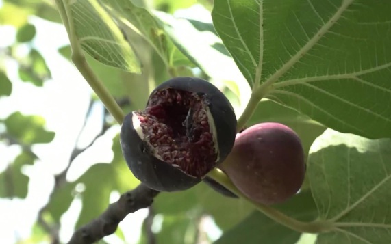 Россиянам рассказали секреты вкусного варенья из инжира