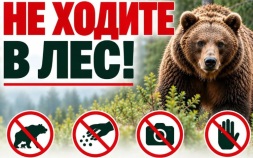 В одном из районов Забайкалья устранили 4 медведей, представлявших угрозу людям