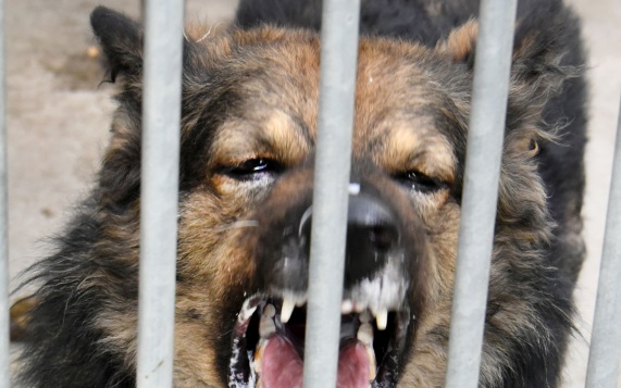В Роспотребнадзоре назвали главных переносчиков бешенства
