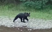 Сельскую школу в Бурятии перевели на дистант из-за медведя