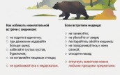 В ботаническом саду Южно-Сахалинска отстрелили медведя