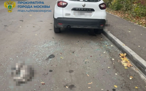 Москвич выбросил из квартиры на 20-м этаже четырех котов, они погибли