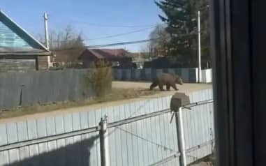 Девушку из поселка в Амурской области оштрафовали за фейковое фото медведя