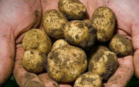 В Руспродсоюзе назвали самый подешевевший продукт по итогам сентября