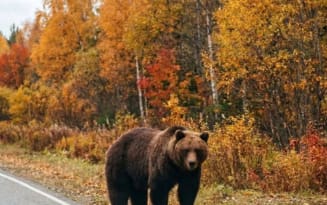 Из 112 подлежащих отстрелу медведей в Новосибирской области ликвидировано 58