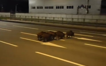 В Санкт-Петербурге у "Старой деревни" заметили стадо кабанов