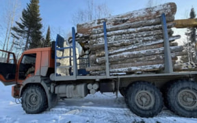 В Красноярске черные лесорубы получили реальные сроки