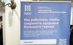 Московские ветврачи трижды реанимировали котенка в ходе проведения операции